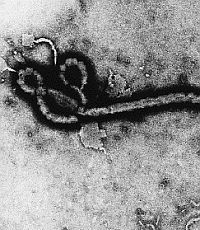 Лекарство от лихорадки Эбола